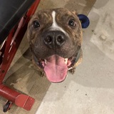 Entry image for Ollie