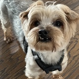 Entry image for Dekker