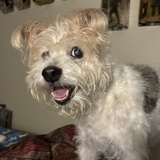 Entry image for Dixie