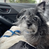 Entry image for Coco Chanel