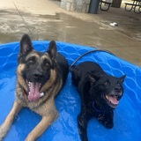 Entry image for Max and Indy