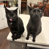 Entry image for Bellatrix and Kreacher