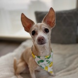 Entry image for Baci