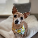 Entry image for Biscotti