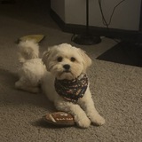 Entry image for Mr. Butters