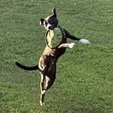 Entry image for Stella