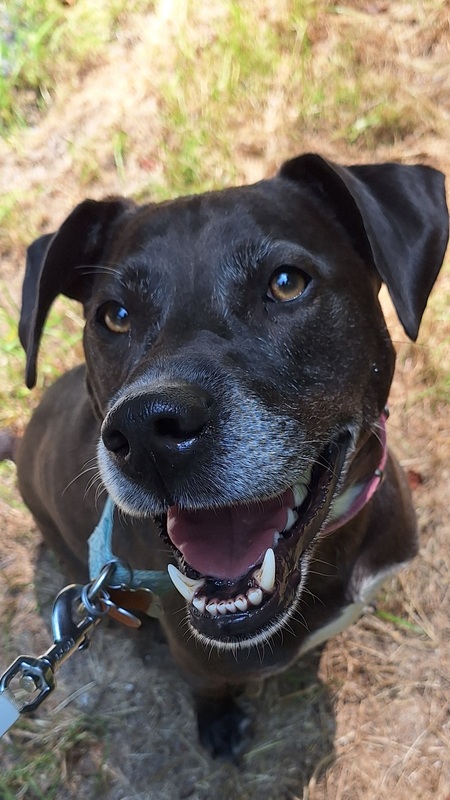 Entry image for Bella. Clicking this image will show a larger photo
