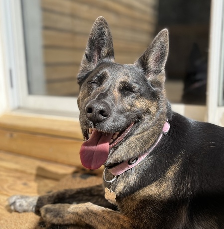 Entry image for Greta. Clicking this image will show a larger photo