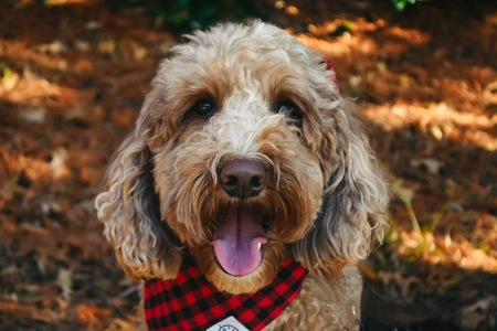 Entry image for Oscar. Clicking this image will show a larger photo