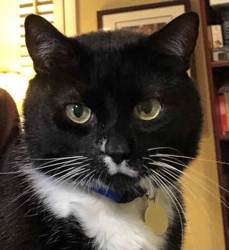 Entry image for Loki. Clicking this image will show a larger photo