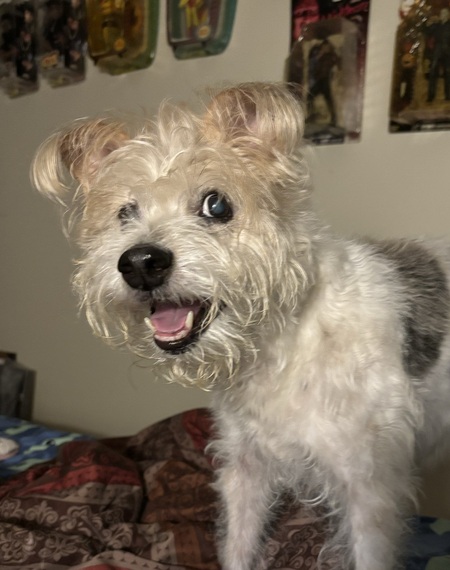 Entry image for Dixie. Clicking this image will show a larger photo