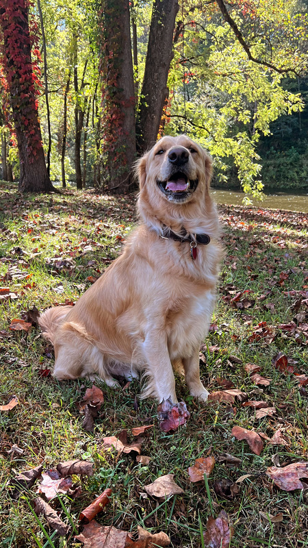 Entry image for Tater. Clicking this image will show a larger photo