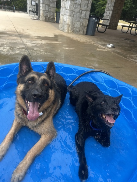 Entry image for Max and Indy. Clicking this image will show a larger photo