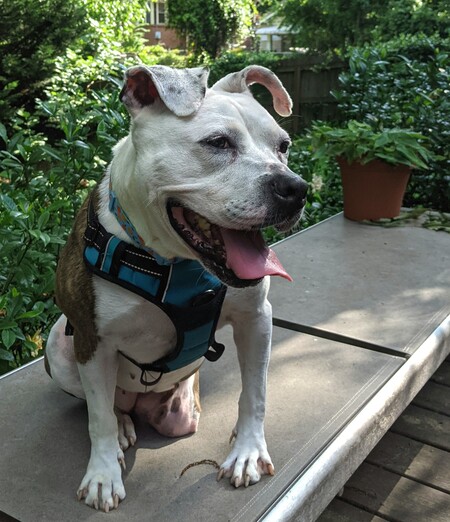 Entry image for Brandy. Clicking this image will show a larger photo