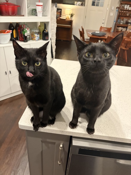 Entry image for Bellatrix and Kreacher. Clicking this image will show a larger photo