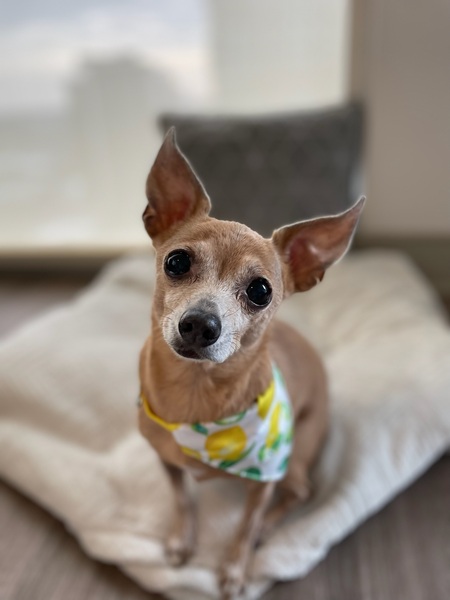 Entry image for Biscotti. Clicking this image will show a larger photo