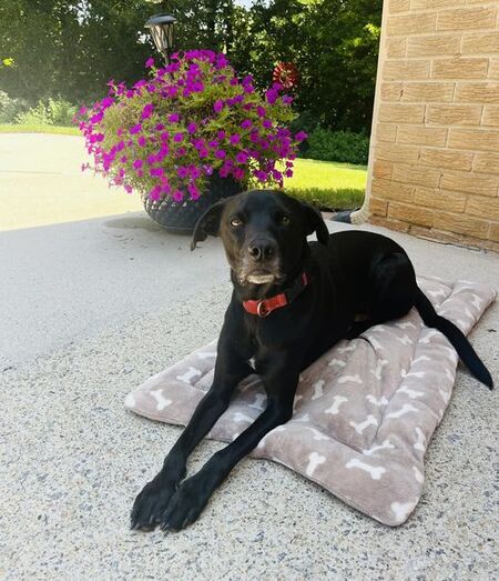Entry image for Trooper Cooper. Clicking this image will show a larger photo