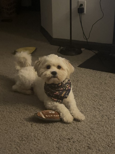 Entry image for Mr. Butters. Clicking this image will show a larger photo