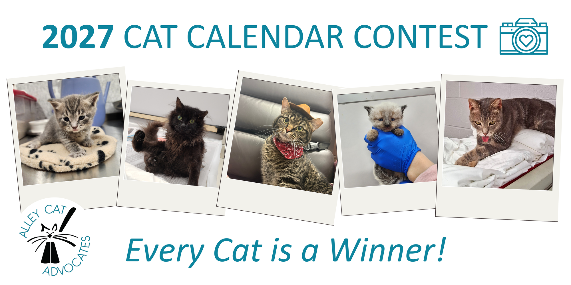 Banner for 2027 Cat Calendar Contest