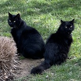 Entry image for Pepper and Licorice