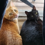 Entry image for Pumpkin Boo and Luna