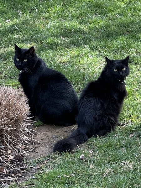 Entry image for Pepper and Licorice. Clicking this image will show a larger photo