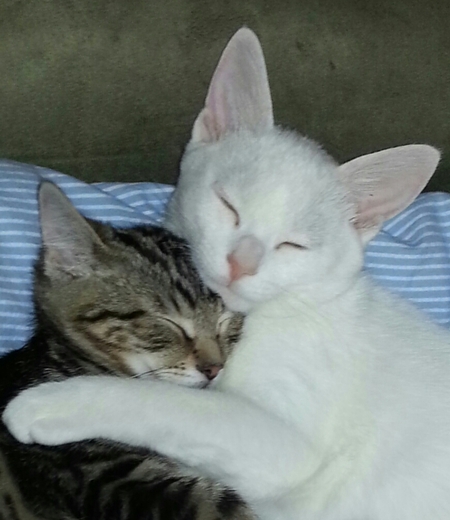 Entry image for Dusty & Riley. Clicking this image will show a larger photo