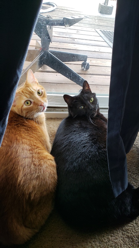 Entry image for Pumpkin Boo and Luna. Clicking this image will show a larger photo