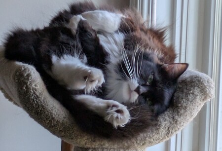 Entry image for Fiona. Clicking this image will show a larger photo
