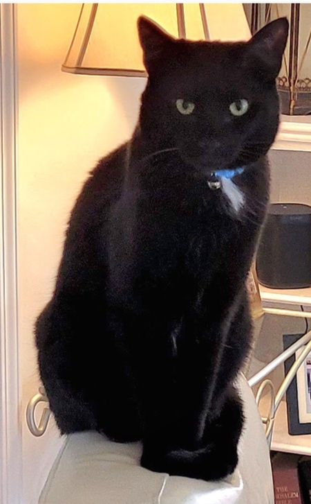 Entry image for Jasmine. Clicking this image will show a larger photo
