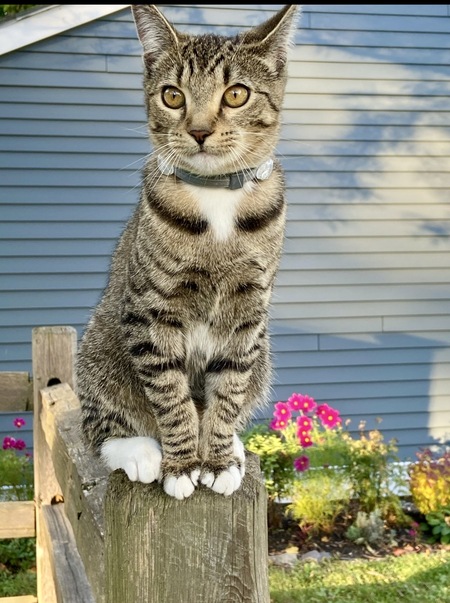 Entry image for Mia. Clicking this image will show a larger photo