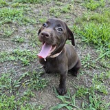 Entry image for Millie
