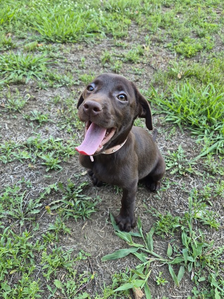 Entry image for Millie. Clicking this image will show a larger photo