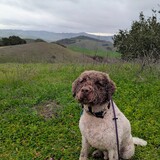 Entry image for Bruno at Helen Putnam Regional Park