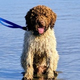 Entry image for Bruno on the beach at Doran Regional Park