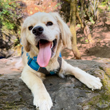 Entry image for Finn 