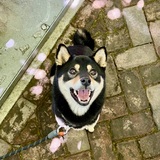 Entry image for Kuma
