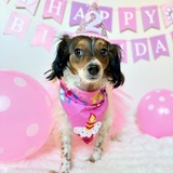 Entry image for Poppy