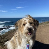 Entry image for Tibby