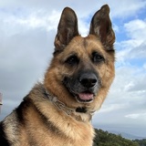 Entry image for Penelope