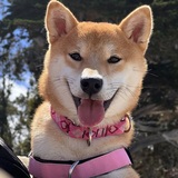 Entry image for Mochi