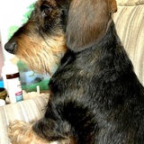 Entry image for Oliver 
