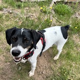 Entry image for Buster