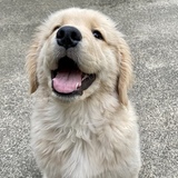 Entry image for Bagel