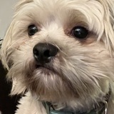Entry image for Billy