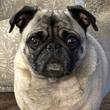 Entry image for Monty