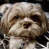 Entry image for Lily