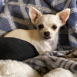 Entry image for Mochi