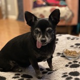 Entry image for Gidget 