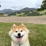 Entry image for Mochi